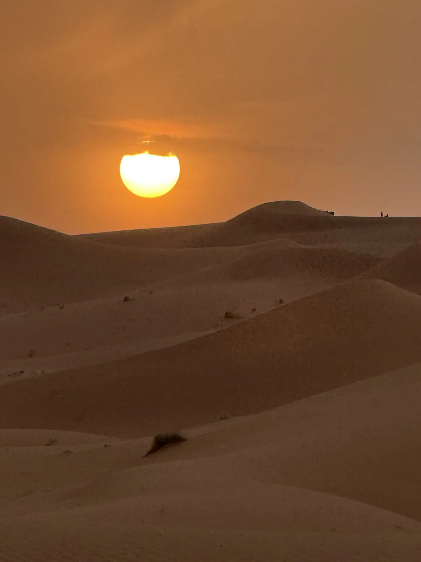 Sunset Camel Ride
